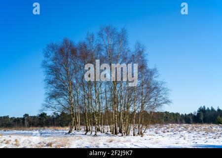 Heath landscape with a group of birch trees on a sunny winter day (Betula) Stock Photo