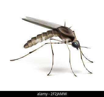 Vector Mosquito close up side view isolated on white background Stock Vector