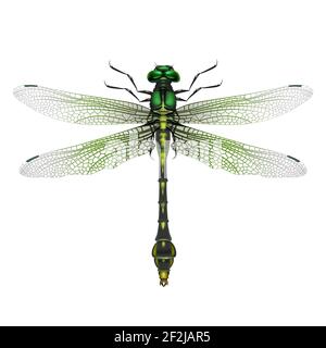 Vector realistic Gomphus vulgatissimus dragonfly close up top view isolated on white background Stock Vector