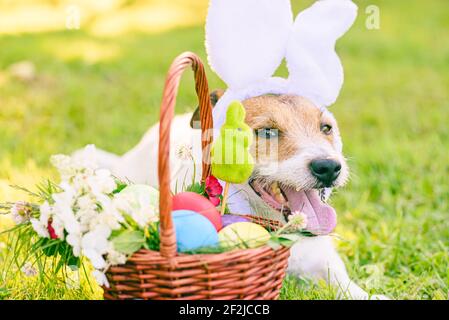 Easter eggs in basket and dog with bunny ears as Easter eggs hunt concept Stock Photo