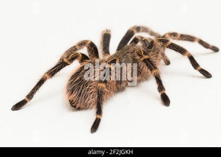 Grammostola pulchripes (golden knee Tarantura) on white background. Stock Photo