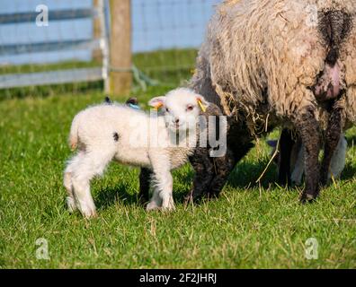 Cute white Shetland sheep lamb with mother ewe in field, East Lothian, Scotland, UK Stock Photo