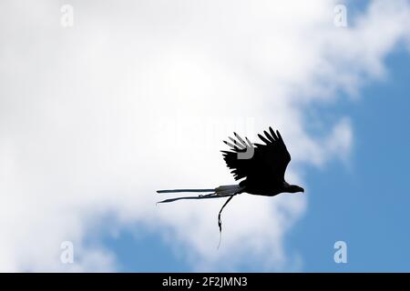 Lazio's eagle mascot Olimpia flies before the Italian championship Serie A football match between SS Lazio and FC Internazionale on October 4, 2020 at Stadio Olimpico in Rome, Italy - Photo Federico Proietti / DPPI Stock Photo