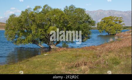Big trees at the shore of Lake McGregor near Tekapo on South Island of New Zealand Stock Photo