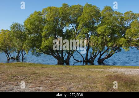 Big trees at the shore of Lake McGregor near Tekapo on South Island of New Zealand Stock Photo