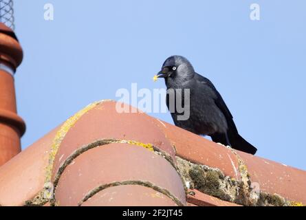 Jackdaw feeding UK; a jackdaw bird, Corvus monedula, feeding on lichen on a house roof, Suffolk, UK Stock Photo