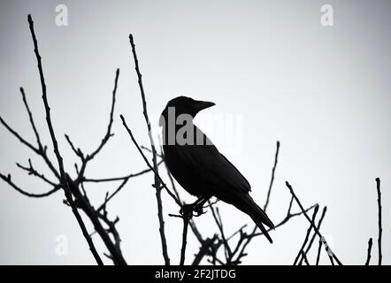Silhouette of a bird on a tree in winter;  UK Stock Photo