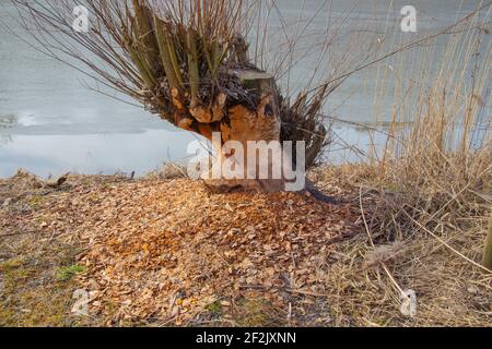 Damage done by a beaver to a tree trunk near a river Stock Photo