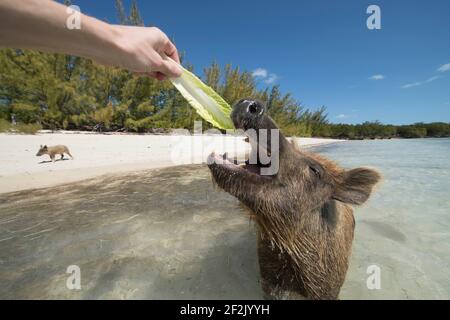 feeding pigs on beach in Bahamas Stock Photo