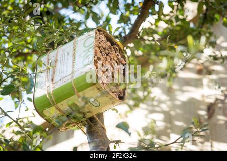 A home for solitary bees made from an recycled olive oil can and bamboo tied to a pyrocanthus bush in a garden in Exeter, Devon, UK. Stock Photo