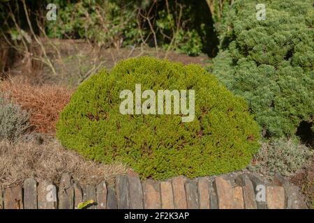 Winter Sun Shinning on the Bright Green Foliage of a Dwarf Compact Hebe Shrub (Hebe 'Emerald Gem') Growing on Top of a Stone Wall in a Garden in Devon Stock Photo