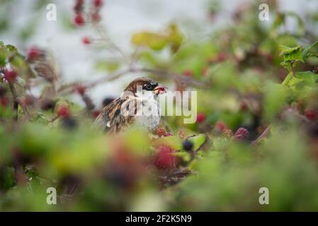 A male house sparrow eats blackberries in brambles in Devon, UK. Stock Photo