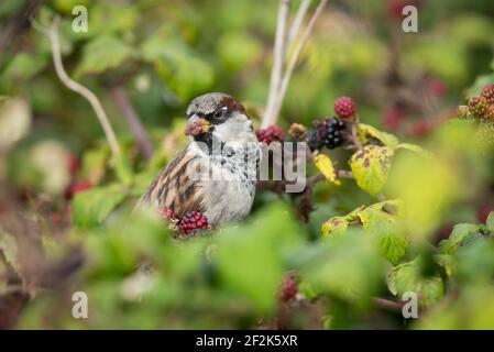A male house sparrow eats blackberries in brambles in Devon, UK. Stock Photo