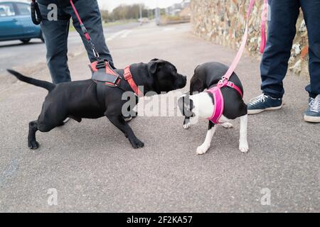 Staffordshire bull terrier hot sale harness and lead