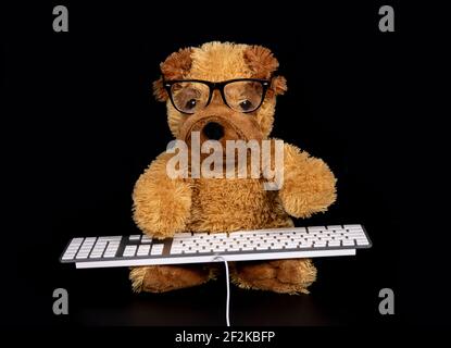 Teddy dog typing on keyboard Stock Photo
