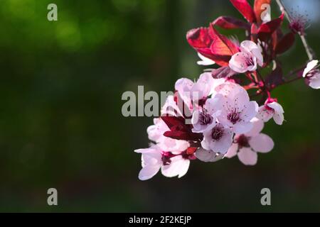 Pink Plum Tree Stock Photo