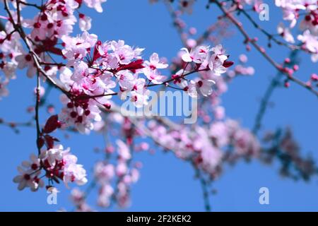 Pink Plum Tree Stock Photo