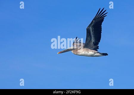 Brown pelican (Pelecanus occidentalis californicus) juvenile in flight against blue sky, Baja California Sur, Mexico Stock Photo