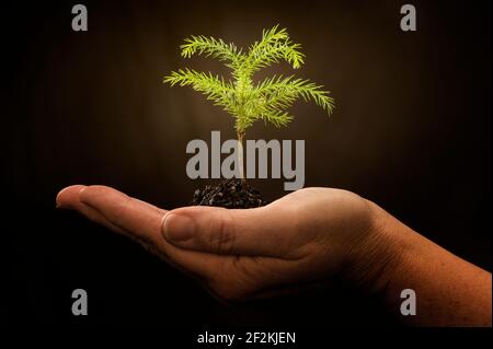 Horizontal shot of a woman’s hand holding a very young plant on a dark background.  This is a revised image. Stock Photo