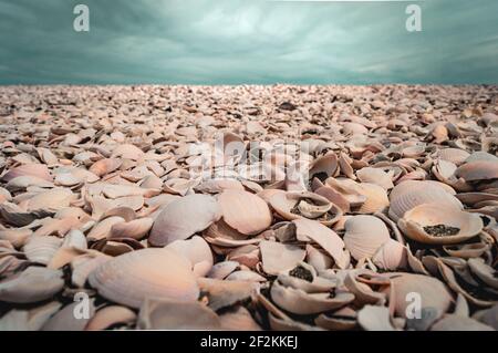 Sea of shells with sky on the horizon Stock Photo