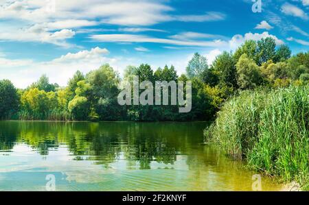 Green forest near calm river under sunlight Stock Photo