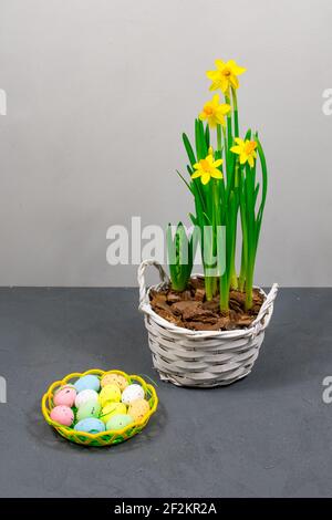 Yellow daffodils with bulbs in a large pot with eggs for Easter on the background of a gray wall. Place for an inscription. Stock Photo