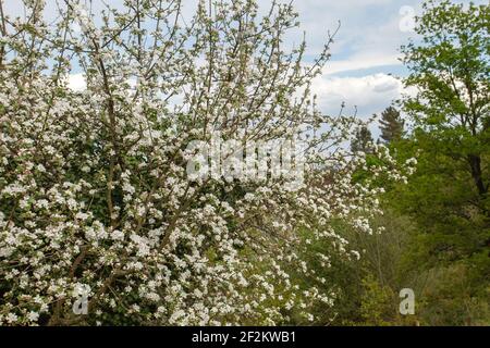 Apple tree flowers blooming in spring Stock Photo