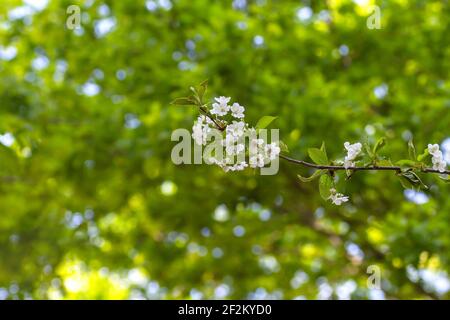 Prunus avium wild cherry tree white flowers blooming in spring Stock Photo