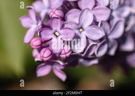 Syringa vulgaris lilac flowers blooming in spring Stock Photo