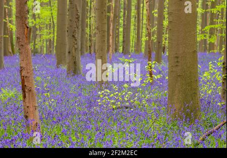Blossoming bluebells wild purple flowers carpet in the springtime forest Stock Photo