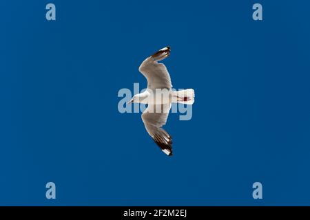 Silver gull Chroicocephalus novaehollandiae in flight on beach Victoria Australia Stock Photo