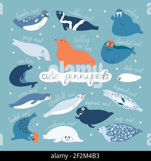 Cute seals or all pinnipeds flat vector graphic Stock Vector
