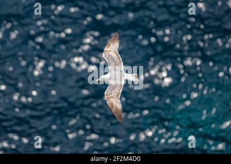 Seagull flying over the blue sea. A large white water bird hovers over the deep blue sea, Tyrrhenian sea, Capri island, Italy Stock Photo