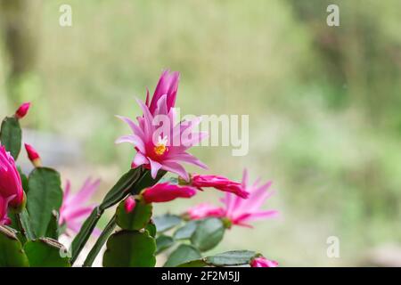 Hatiora rosea or Rose Easter Cactus succulent plant pink flowers blooming Stock Photo