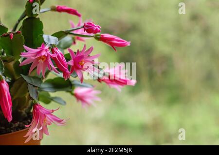 Hatiora rosea or Rose Easter Cactus succulent plant pink flowers blooming Stock Photo