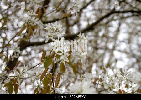 Snowy mespilus white flowers blossoming in spring Stock Photo