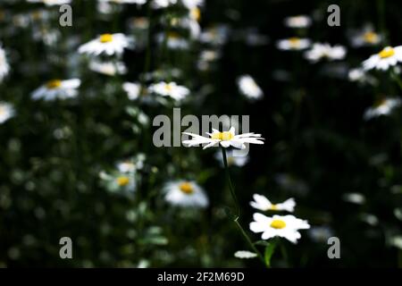 Chamomiles Growing in the Garden. Field of Camomile Flowers. Stock Photo