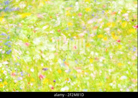 A beautiful impressionist image of a summer meadow of pastel coloured flowers using in-camera techniques. Stock Photo