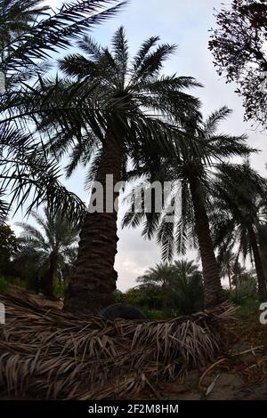 Date palm , tree of the palm family cultivated for its sweet edible fruits. The date palm has been prized from remotest antiquity. Stock Photo