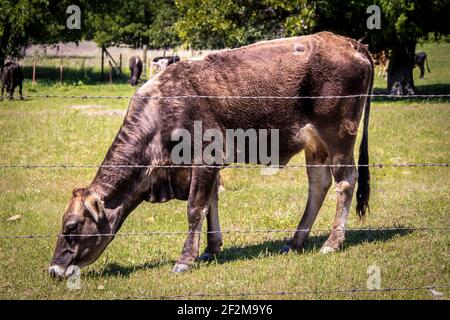 Brindled colored brown mother cow chomping on grass behind a barbed wire fence with herd and trees in background. Stock Photo