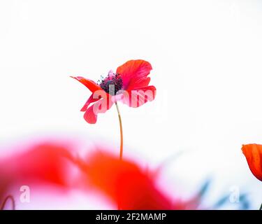 A closeup of a centred single red field poppy flower against a pale grey white sky with copy space. Stock Photo