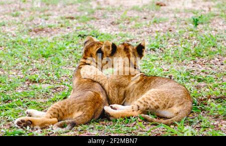 Two wild lion cubs hug each other lovingly, and are totally adorable and cute. East Africa Safari through the savanna. Stock Photo