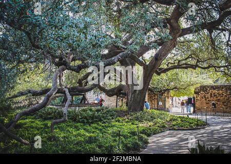 10-18-2012 San Antonio Tx USA - Giant Live Oak tree near Alamo with branches stretching out and laying on ground with tourists viewing it and walking Stock Photo
