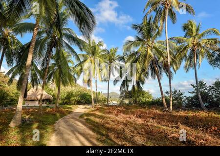 ColumbiaParque natural Tayrona natural park, Magdalena, Colombia, the hiking tracks between palm trees and indigenous houses landscape from March 2021 Stock Photo