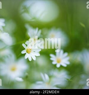 Close up of tiny stitchwort wildflowers in a grassy field. Stock Photo