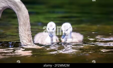 Young swans watch their mother as they hunt for food. The best photo. Stock Photo