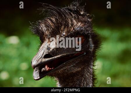 Close up from emu head Dromaius novaehollandiae against green background, Stock Photo