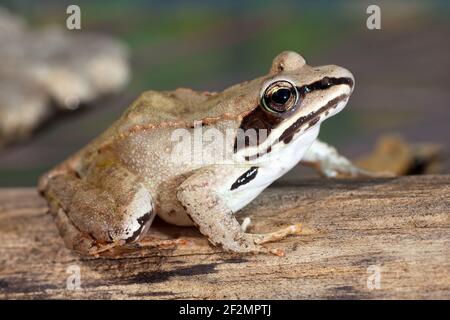 Wood Frog, (Rana sylvatica) Stock Photo