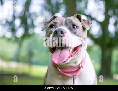 A happy gray and white Staffordshire Bull Terrier mixed breed dog panting Stock Photo