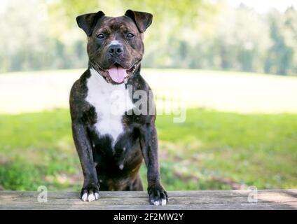 A happy brindle and white Staffordshire Bull Terrier mixed breed dog standing up with its front paws on a bench Stock Photo